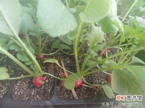 为什么树叶从顶部先变黄 叶子为什么会变黄