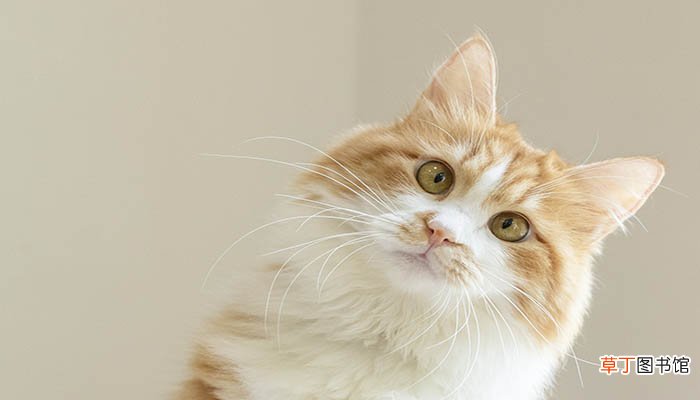 梦到猫和老鼠
