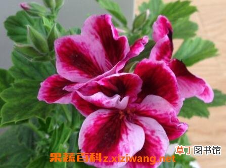 蝴蝶梅花的养殖方法和注意事项