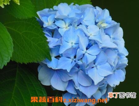 八角绣球花的养殖方法和方法技巧
