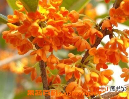 金桂花的养殖方法和注意事项