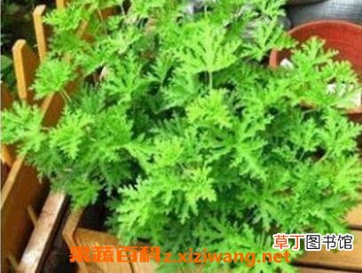 盆栽薄荷花的养殖方法和注意事项