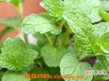 盆栽薄荷花的养殖方法和注意事项