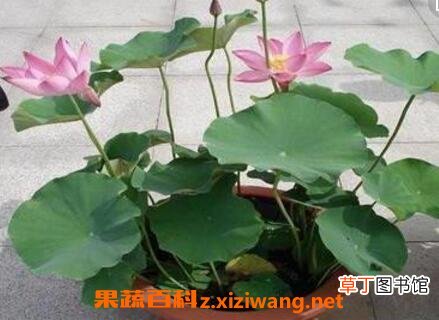 盆栽七色荷花的养殖方法和技巧教程