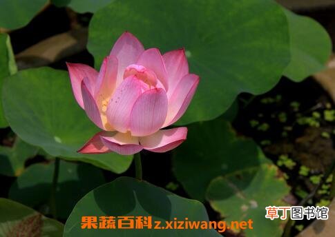 盆栽七色荷花的养殖方法和技巧教程