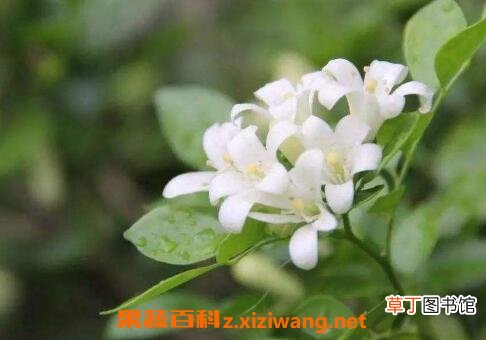 不适合放在客厅的植物有哪些