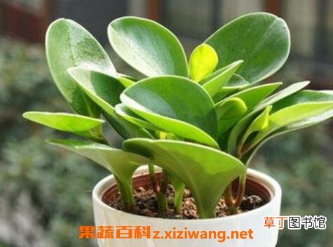 碧玉的养殖方法和注意事项