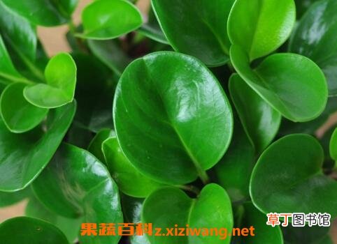 碧玉的养殖方法和注意事项