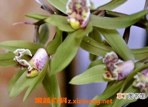 兰草花的养殖方法和步骤教程
