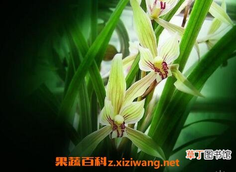 兰草花的养殖方法和步骤教程
