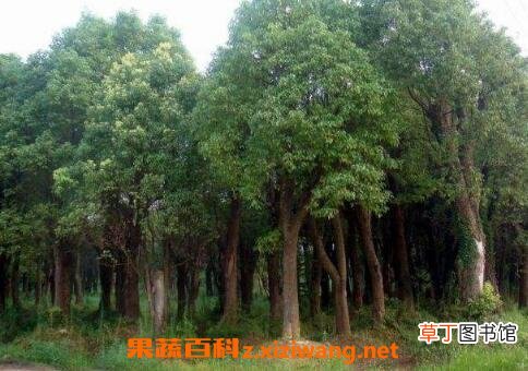 中国有香气树品种大全