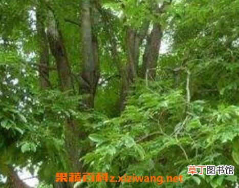 中国有香气树品种大全