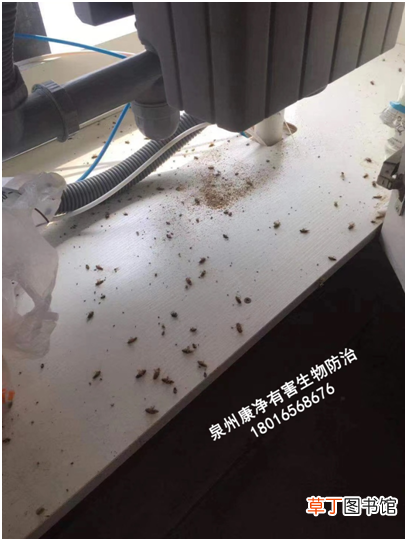 蟑螂怎么消灭才彻底 家里有小蟑螂怎么消灭