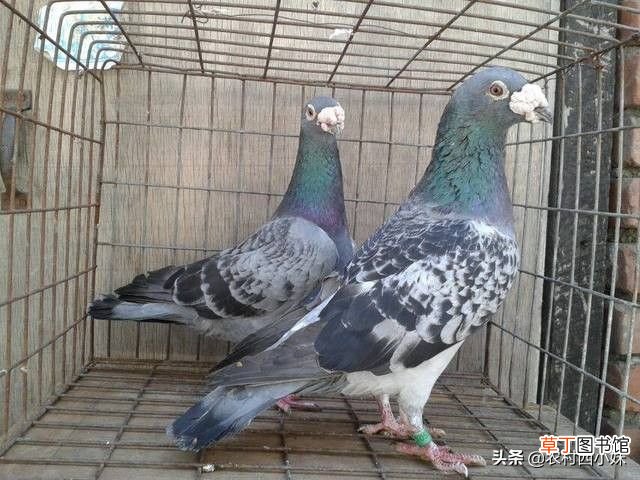 信鸽的驯养技巧 信鸽的饲养与训练