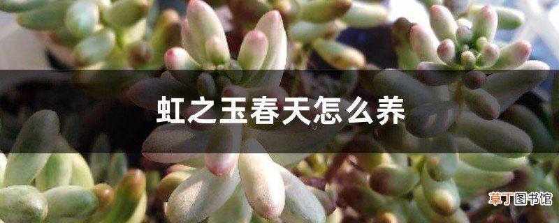 虹之玉春天怎么养
