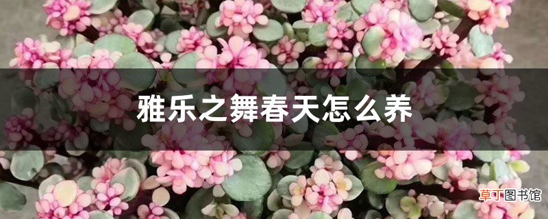 雅乐之舞春天怎么养