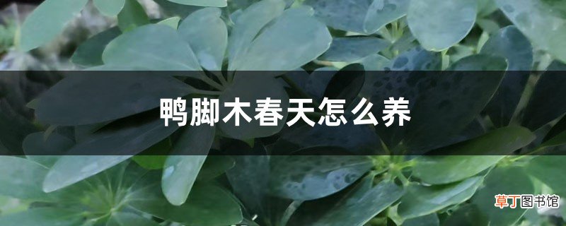 鸭脚木春天怎么养