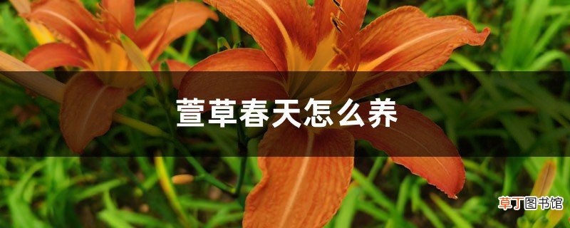 萱草春天怎么养