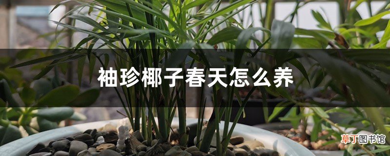 袖珍椰子春天怎么养