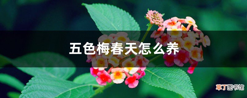 五色梅春天怎么养