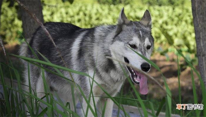 梦见恶犬但没有咬到我