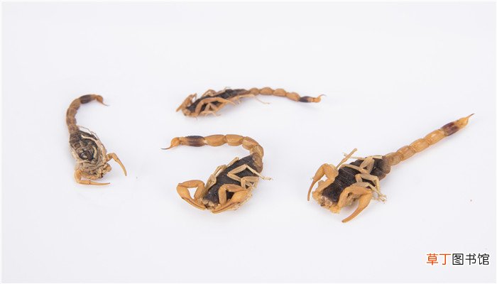 梦到蝎子爬自己身上是什么意思