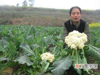 今年什么农产品价格低 为什么农产品价格低