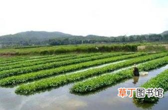 今年什么农产品价格低 为什么农产品价格低