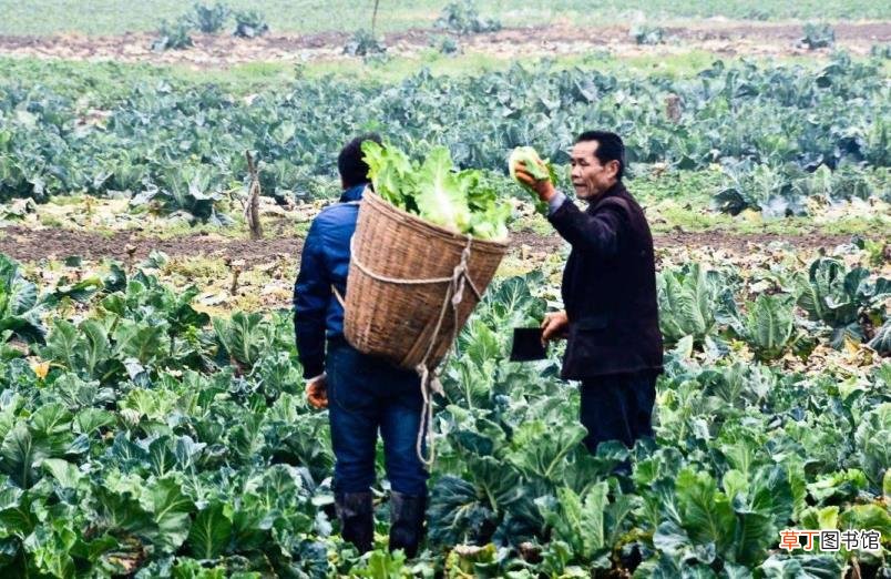今年什么农产品价格低 为什么农产品价格低