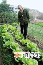 今年什么农产品价格低 为什么农产品价格低