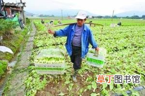 今年什么农产品价格低 为什么农产品价格低