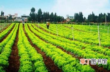 今年什么农产品价格低 为什么农产品价格低
