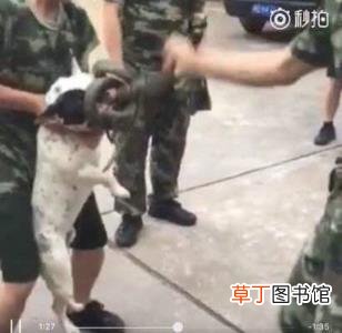 狗咬蛇周公 狗为什么咬蛇