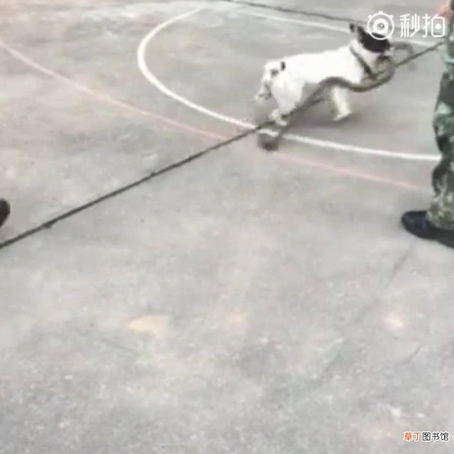 狗咬蛇周公 狗为什么咬蛇
