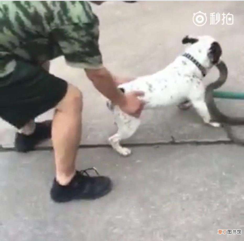 狗咬蛇周公 狗为什么咬蛇