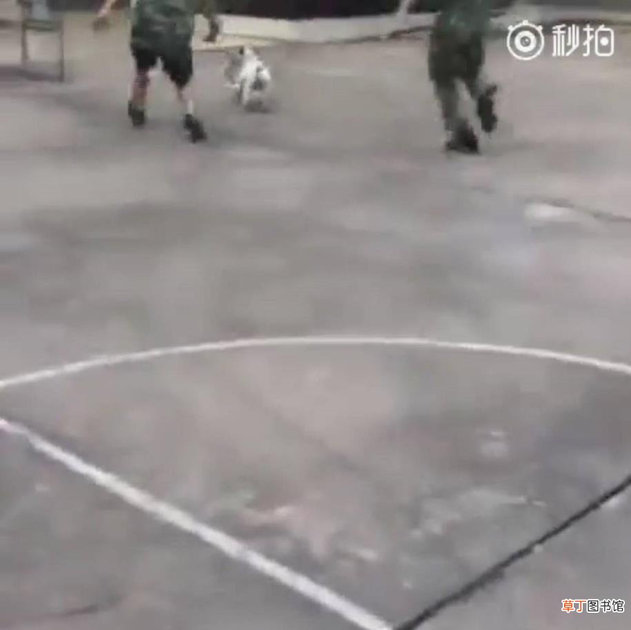 狗咬蛇周公 狗为什么咬蛇