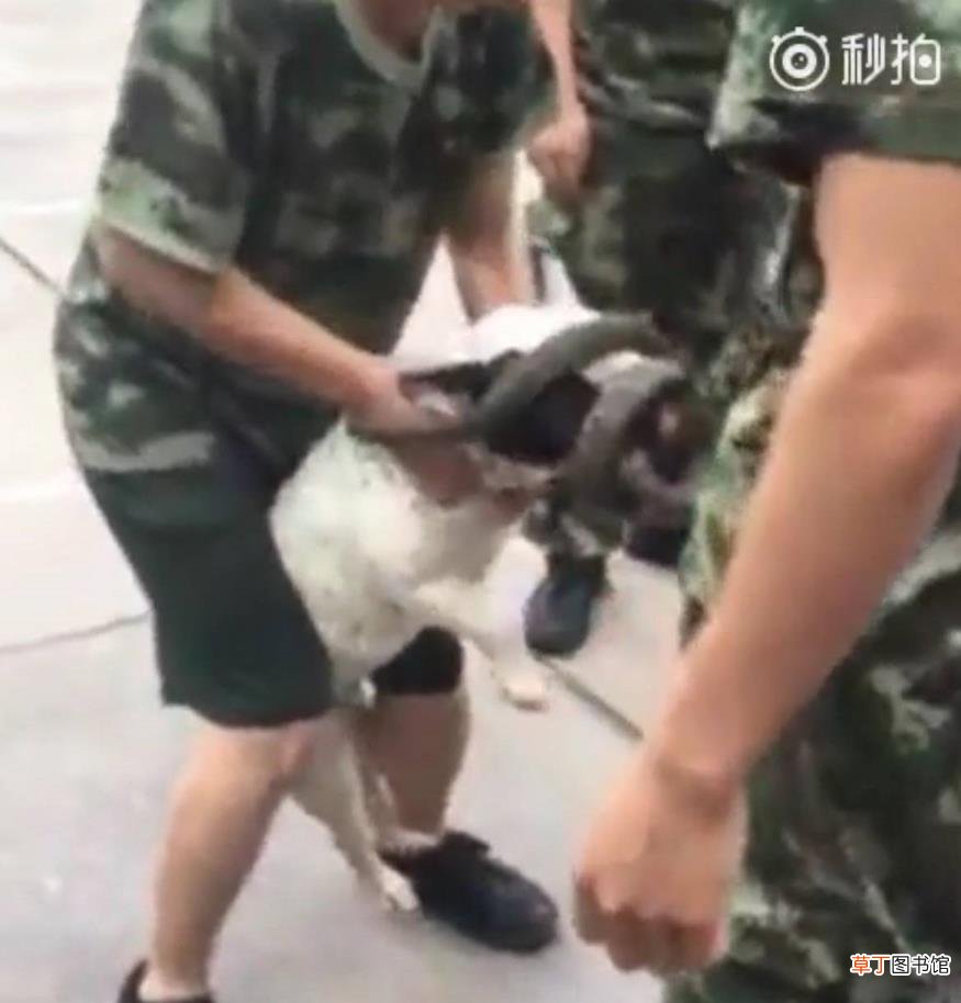 狗咬蛇周公 狗为什么咬蛇