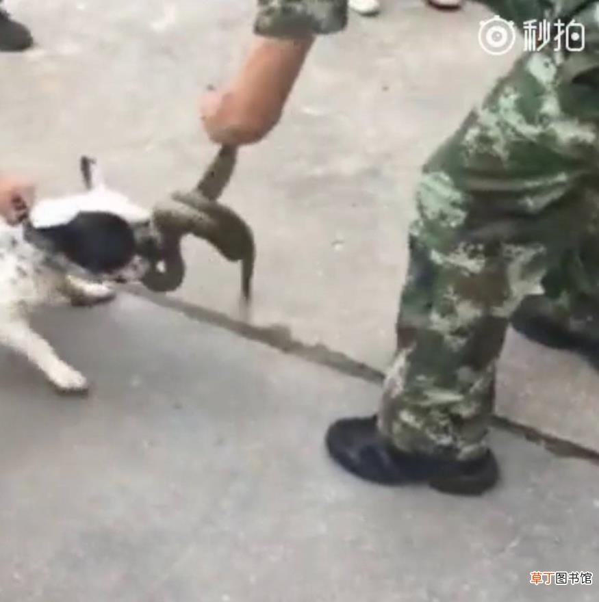 狗咬蛇周公 狗为什么咬蛇