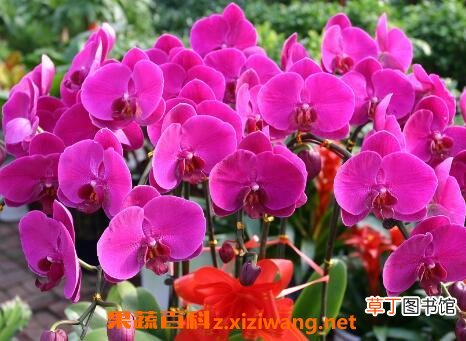 蝴蝶兰花的养殖方法和注意事项
