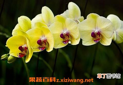 蝴蝶兰花的养殖方法和注意事项