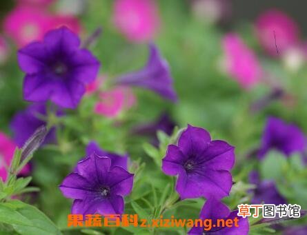 矮牵牛花的养殖方法和注意事项