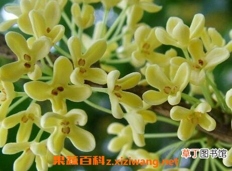 八角桂花的养殖方法和养殖技巧