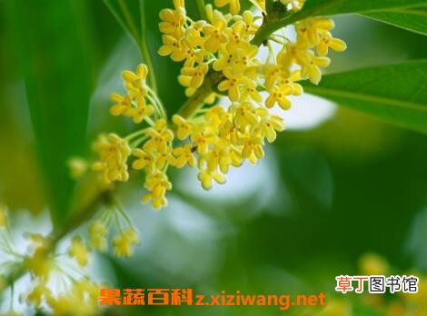 八角桂花的养殖方法和养殖技巧