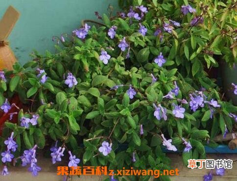 海豚花的养殖方法和注意事项