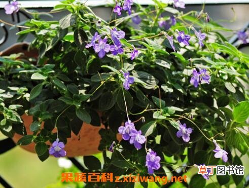 海豚花的养殖方法和注意事项