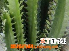 龙骨的功效与作用