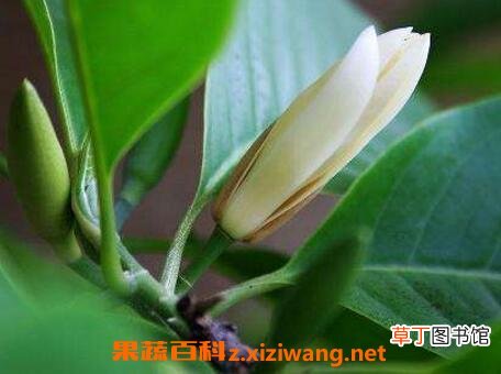 白兰花怎么养 白兰花的养殖方法