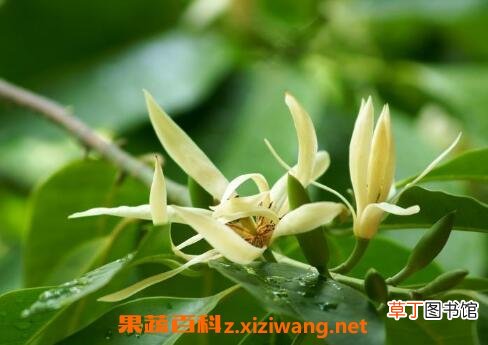 白兰花怎么养 白兰花的养殖方法