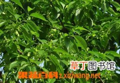 杜仲的功效与作用及食用方法