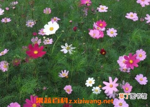 波斯菊怎么种 波斯菊的种植方法